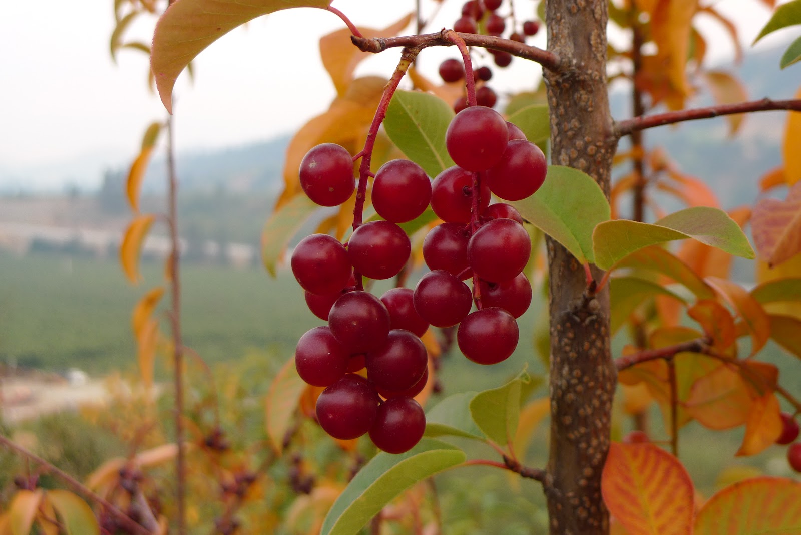 Wild Harvests Chokecherries from the dry side of the mountain