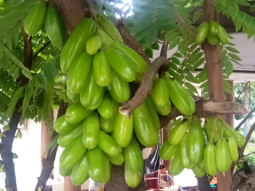 Cara Menggunakan Belimbing Wuluh Untuk Wajah