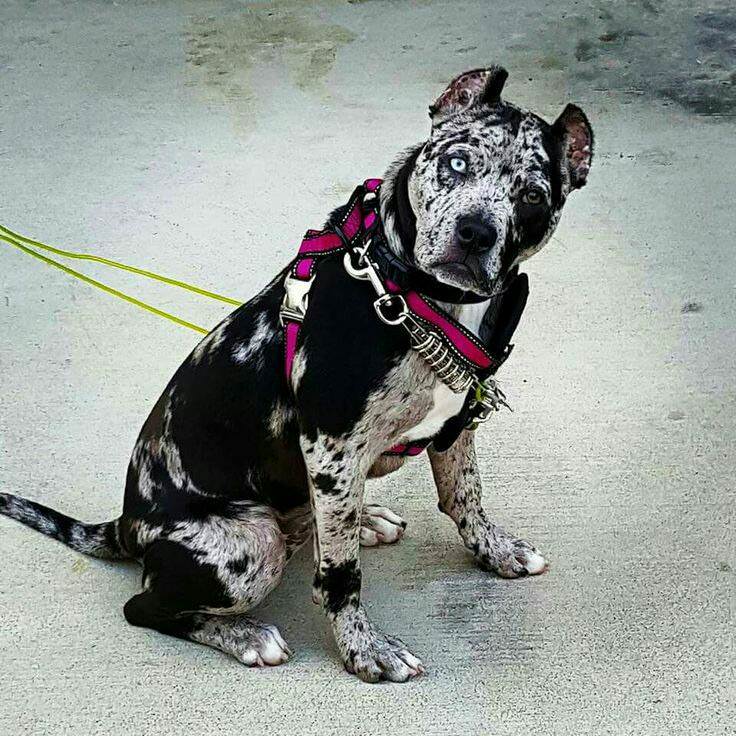 freePitbull Allevare il manto colore Merle nei Pit Bull ? Solo per