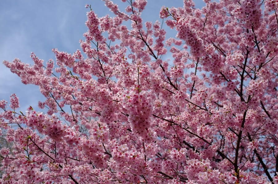 Shinjuku hanami 2017