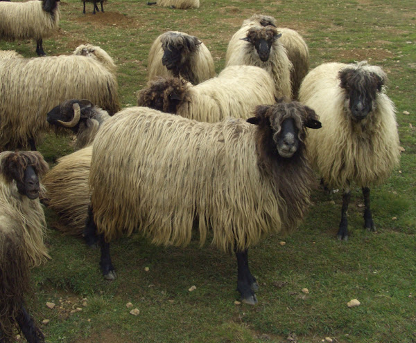 karayaka sheep, about karayaka sheep, karayaka sheep appearance, karayaka sheep breed, karayaka sheep breed info, karayaka sheep breed facts, karayaka sheep breeders, karayaka sheep care, caring karayaka sheep, karayaka sheep color, karayaka sheep characteristics, karayaka sheep development, karayaka sheep ewes, karayaka sheep facts, karayaka sheep for meat, karayaka sheep for milk, karayaka sheep history, karayaka sheep horns, karayaka sheep info, karayaka sheep images, karayaka sheep lambs, karayaka sheep meat, karayaka sheep milk, karayaka sheep origin, karayaka sheep photos, karayaka sheep pictures, karayaka sheep rarity, raising karayaka sheep, karayaka sheep rearing, karayaka sheep size, karayaka sheep temperament, raising karayaka sheep for meat, raising karayaka sheep for milk, karayaka sheep uses, karayaka sheep varieties, karayaka sheep weight, karayaka sheep wool, karayaka sheep wool production