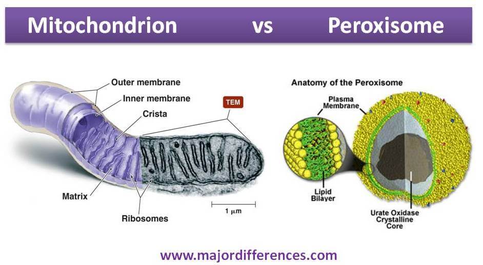 Peroxisomes Where Is It Found Nehan Opal peroxisomes-where-is-it-found-nehan-opal