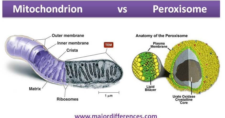 8 Differences between Mitochondria and Peroxisome Major