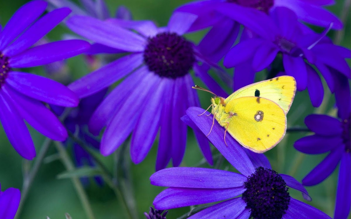Yellow Butterfly