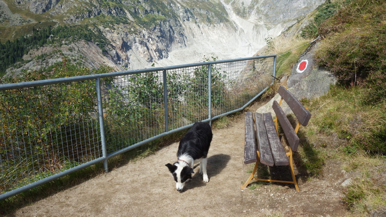 Bilder und Texte zu meinen Wanderungen mit Hund Die neue Hängebrücke