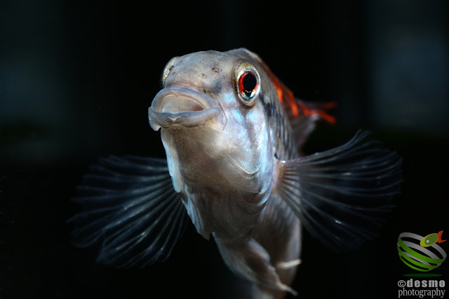 Apistogramma sp. cuiari