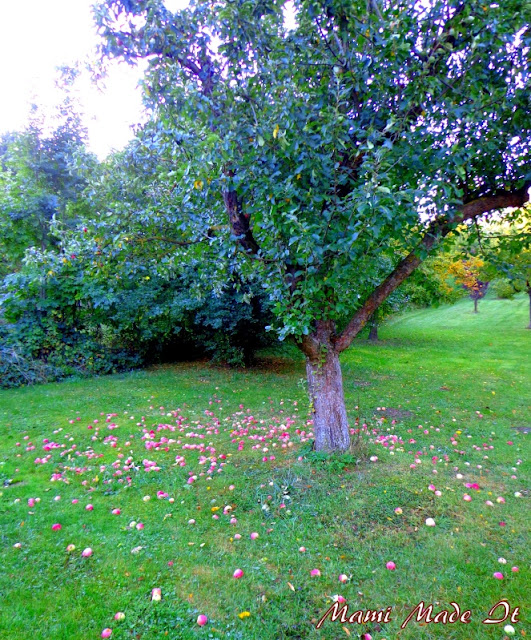 Beautiful Fall - Wunderschöner Herbst