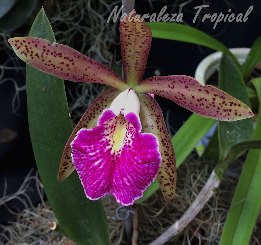 Híbrido intergenérico de una especie de orquídea del género Cattleya con otra del género Brassavola. Nombre: Brassocattleya “Felipe Haye”