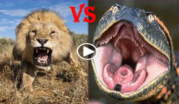 Lion vs Anaconda.