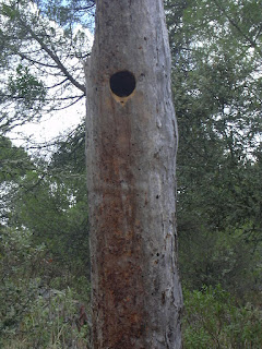 Nido Picapinos en ruta del castillo del névalo