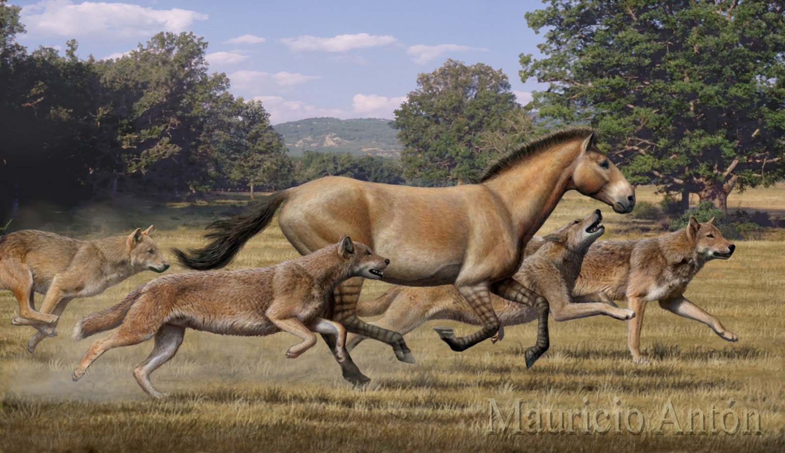 Waxing Paleontological An Aelurodon of My Own