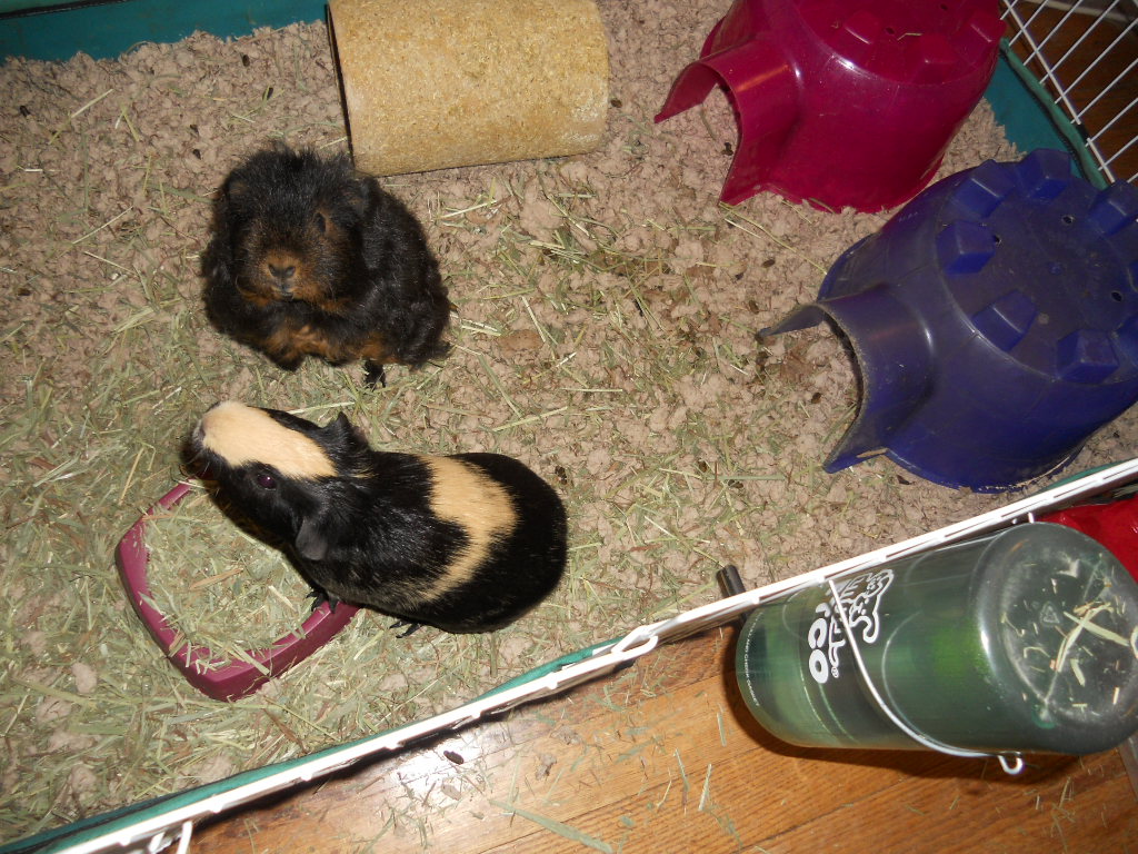 Cavy Savvy A Guinea Pig Blog Can Guinea Pigs Eat Cilantro?