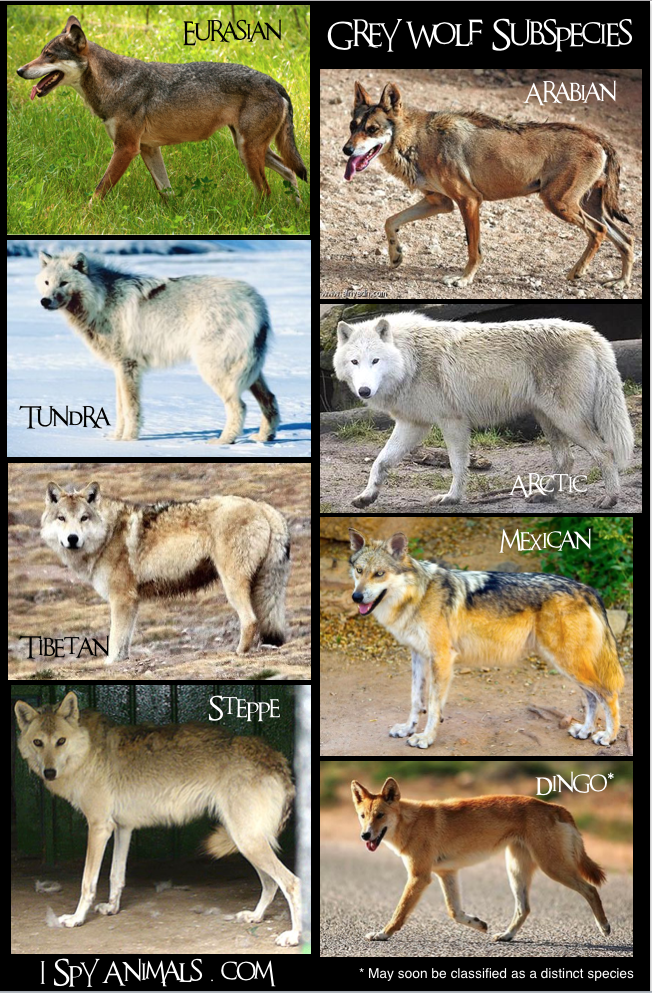 I Spy Animals: Why the only REAL Wolves are Gray Wolves