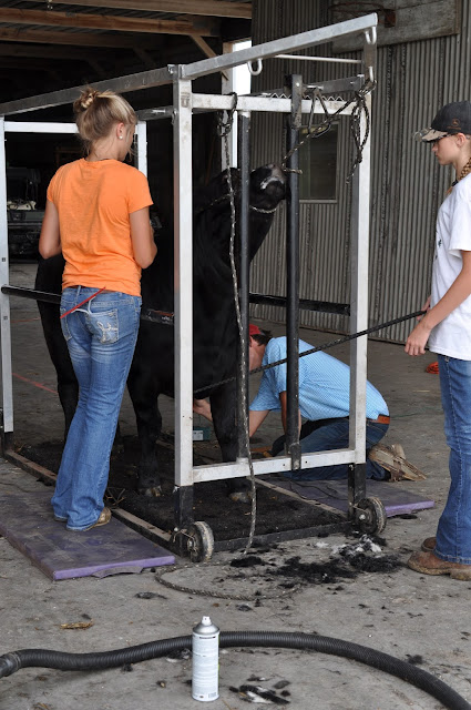 How Do We Prep Our Calves for the County Fair 