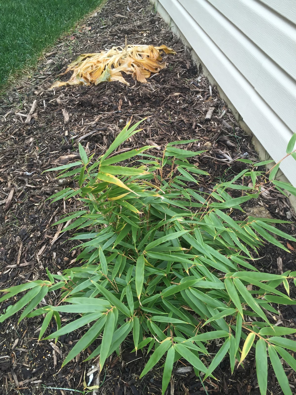 Evergreen Shrubs Zone 6a