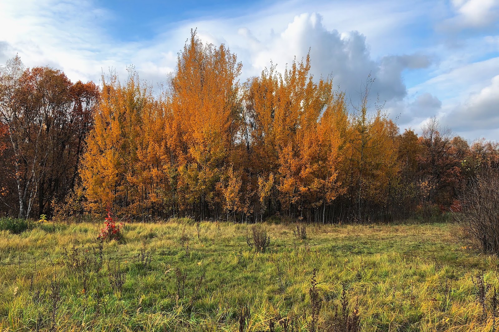 2019: Гольяново – Метрогородок – Лосиный остров