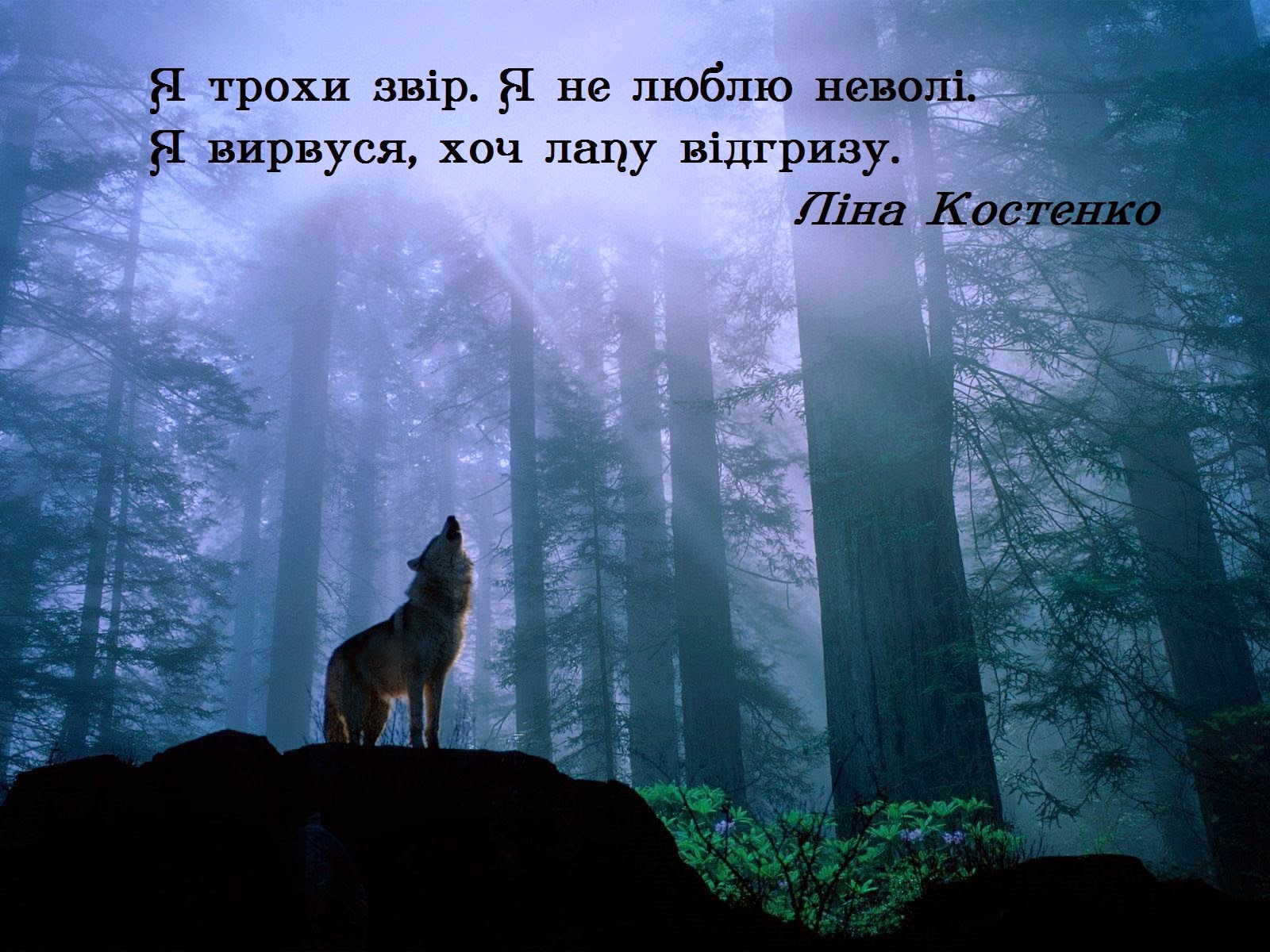 волк в темном лесу. волк в лесу. оскал волка в лесу. темный волк. волк в лесу ночью.