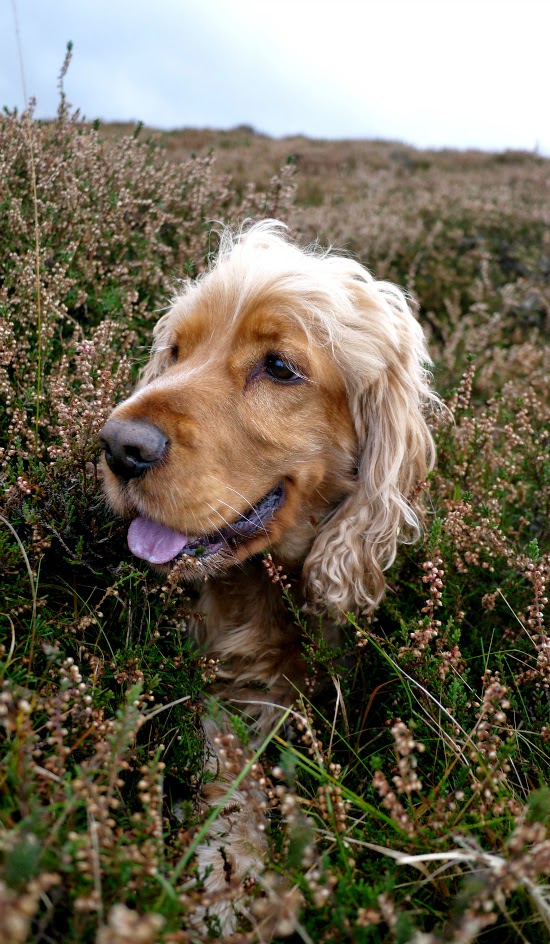 golden cocker spaniel laying in heather