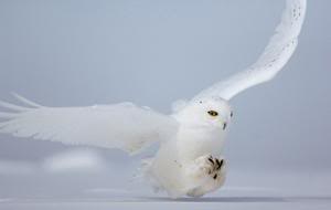 lechuza blanca bruja lechuza blanca bruja