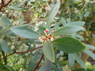 Drimys lanceolata Shade loving plants Green Fingered Blog