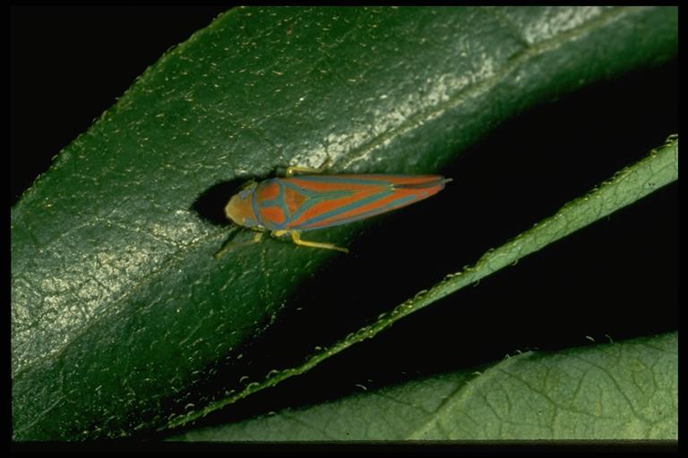 Rutgers Master Gardeners of Burlington County IPM Blog Pest of the Week Leafhopper