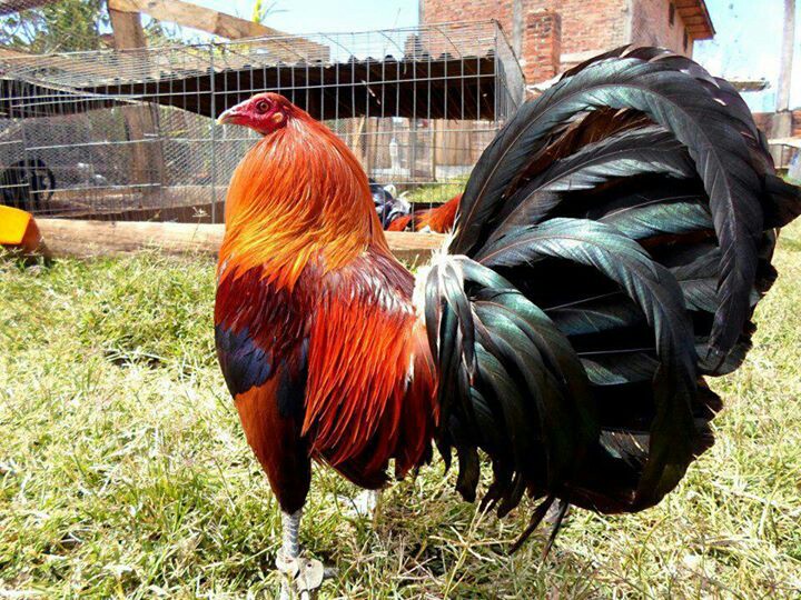 Gallos Finos Los Gallos Hatch, Su Historia