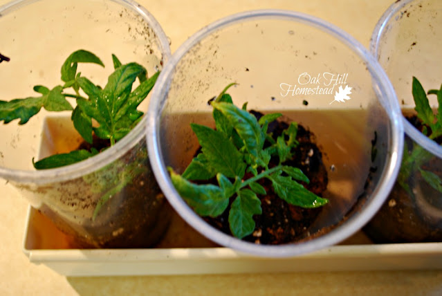 Three plastic cups with soil and rooted tomato plants growing in them.