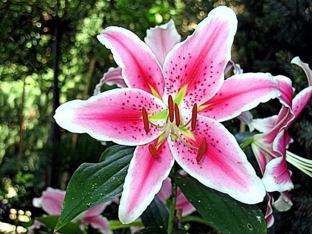 6_lily_lilies_flower_most_beautiful_flowers_in_the_world_2017_2018
