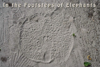 Footprint perspective