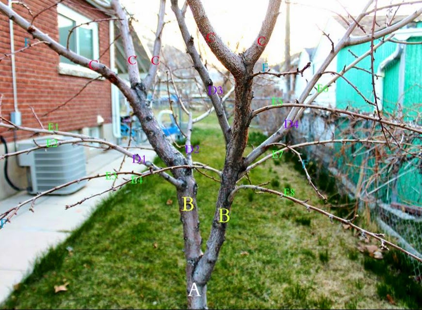 Fruit Tree Pruning at Its Best How to Prune Peach and Nectarine Trees