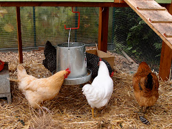 coop improvement projects