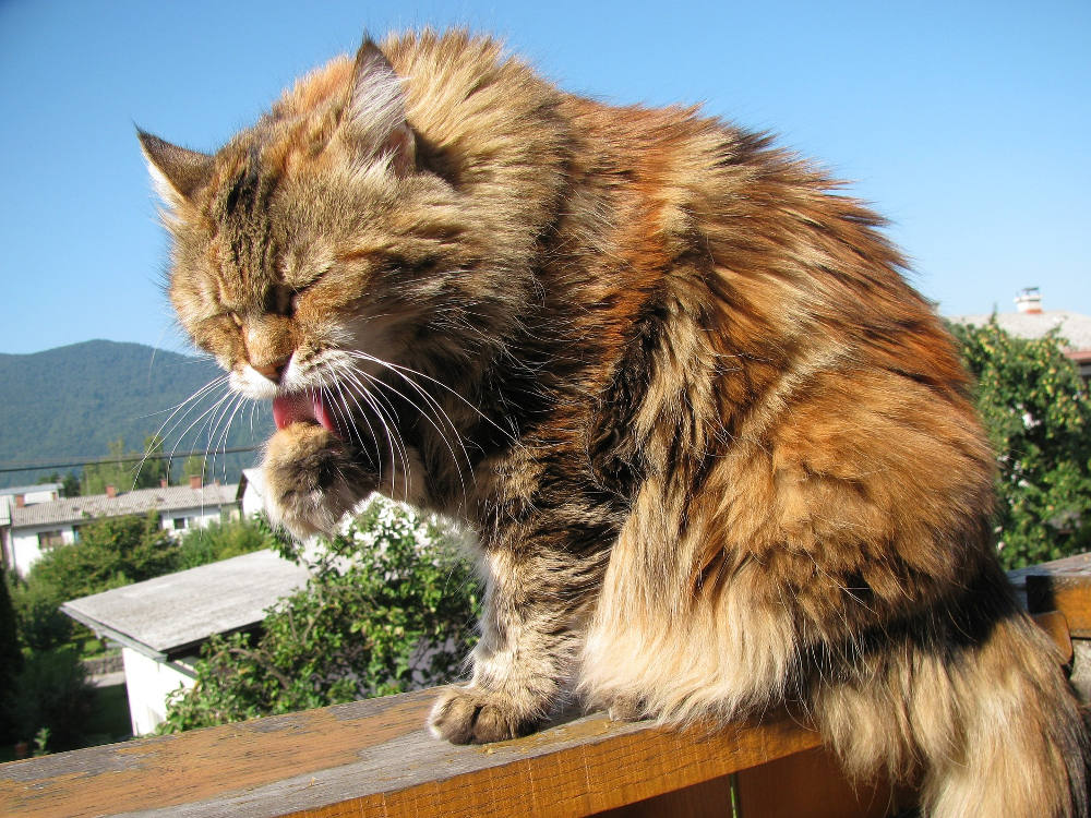 Maine Coon, Kucing Raksasa yang Jinak Maine Coon, Kucing Raksasa yang Jinak
