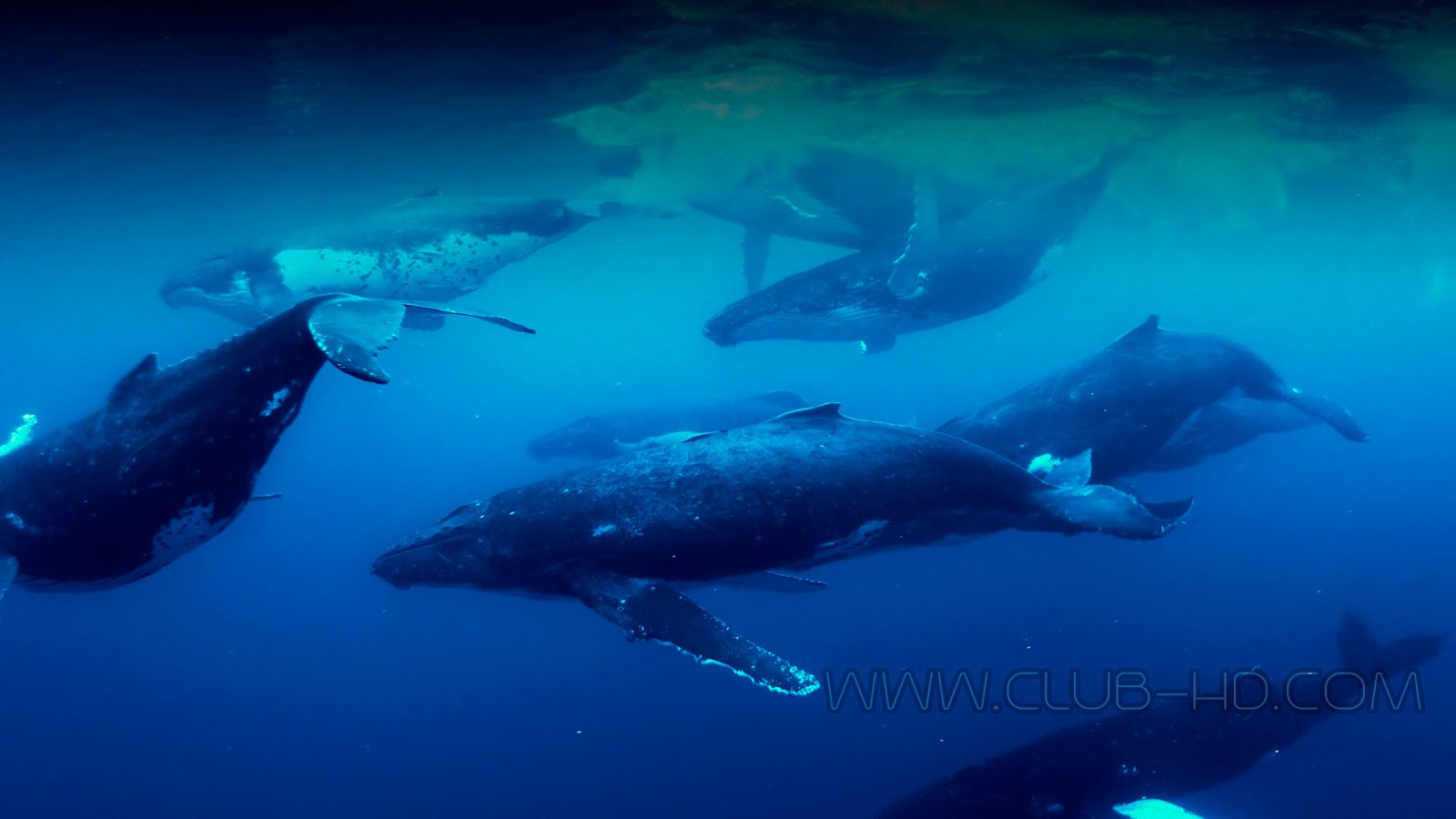 Humpback-Whales-CAPTURA-14.jpg