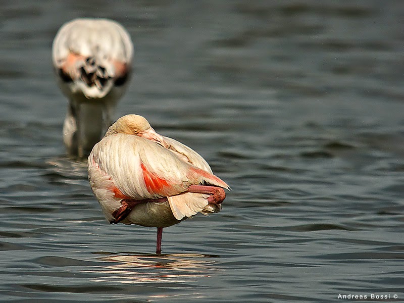Chichibio e Brunetta