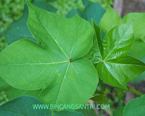 Amanah Sang Kyai Bincang Santri