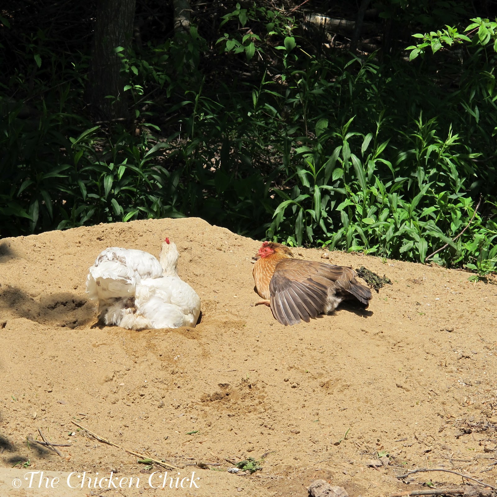 The Chicken Chick®: Chicken Coop Bedding: Sand, the Litter Superstar