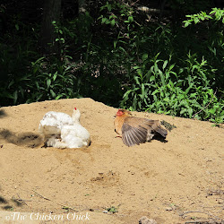 chicken bedding sand coop litter coops chickens superstar chick runs dust shavings run dry bath using inside straw wood clean