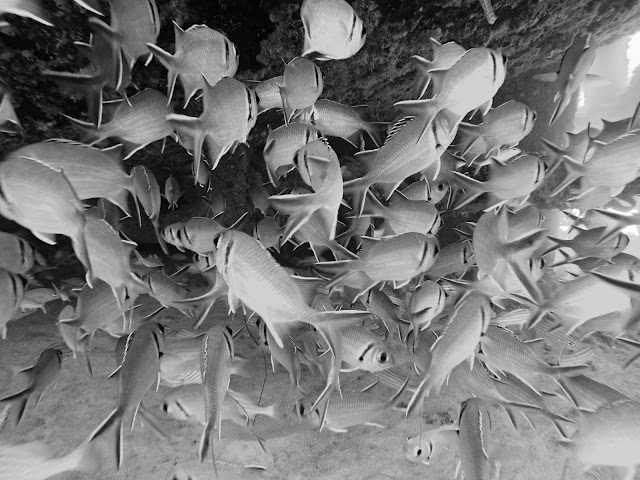 Diving in Barbados | Copyright: Skip to Malou Blog Diving, Underwater Photography, Barbados, Black and White Photography, GoPro