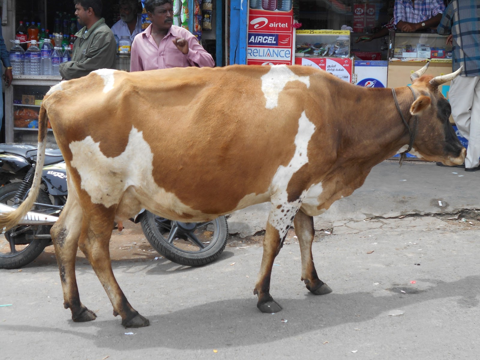 BOBBA CAPS DOXOLOGY: APR 1, 13 .. SOME SACRED COWS IN INDIA