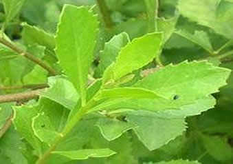 Daun Beluntas: Si Pahit Kaya Manfaat dan Ragam Cara Penyajiannya