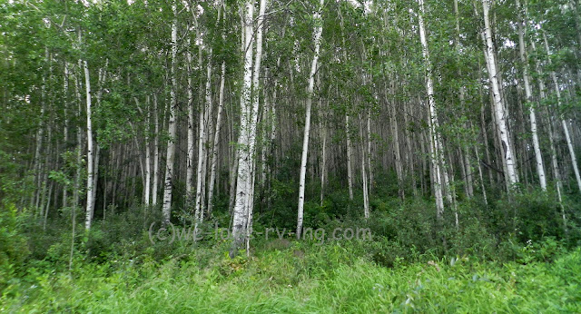 Groves of aspen trees line the road