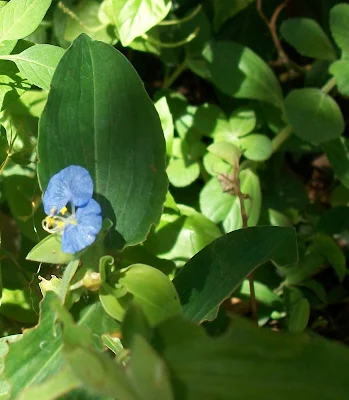La Commelina erecta ,"flor de Santa Lucía"