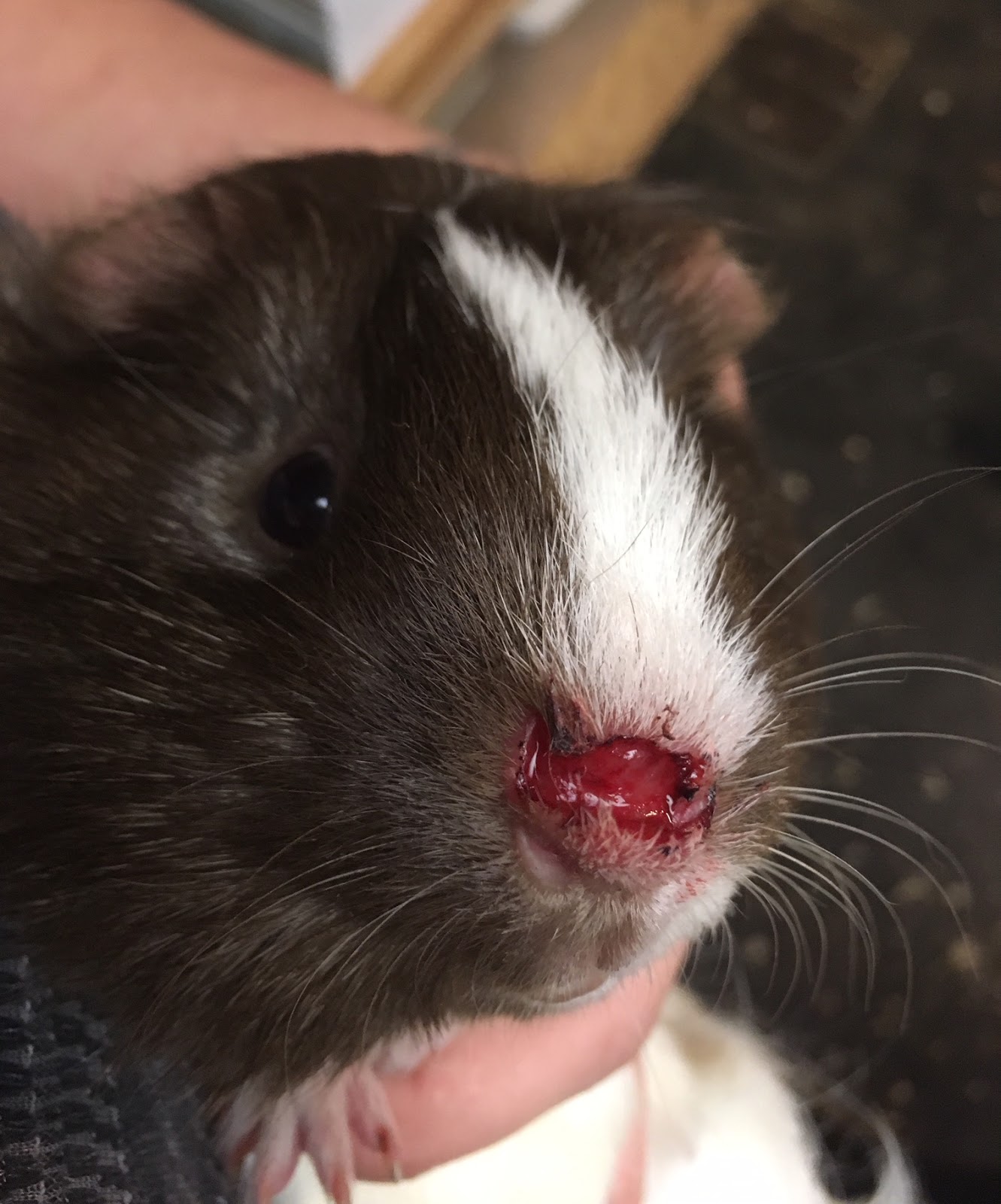 why do guinea pigs bite each other
