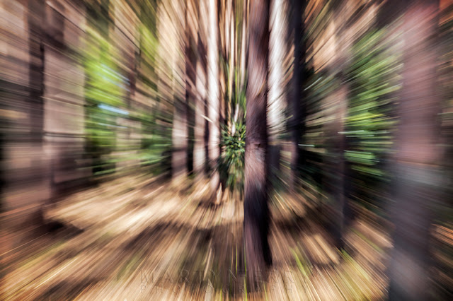 Pine trees move with zoom panning in Lynford Arboretum at Thetford Forest