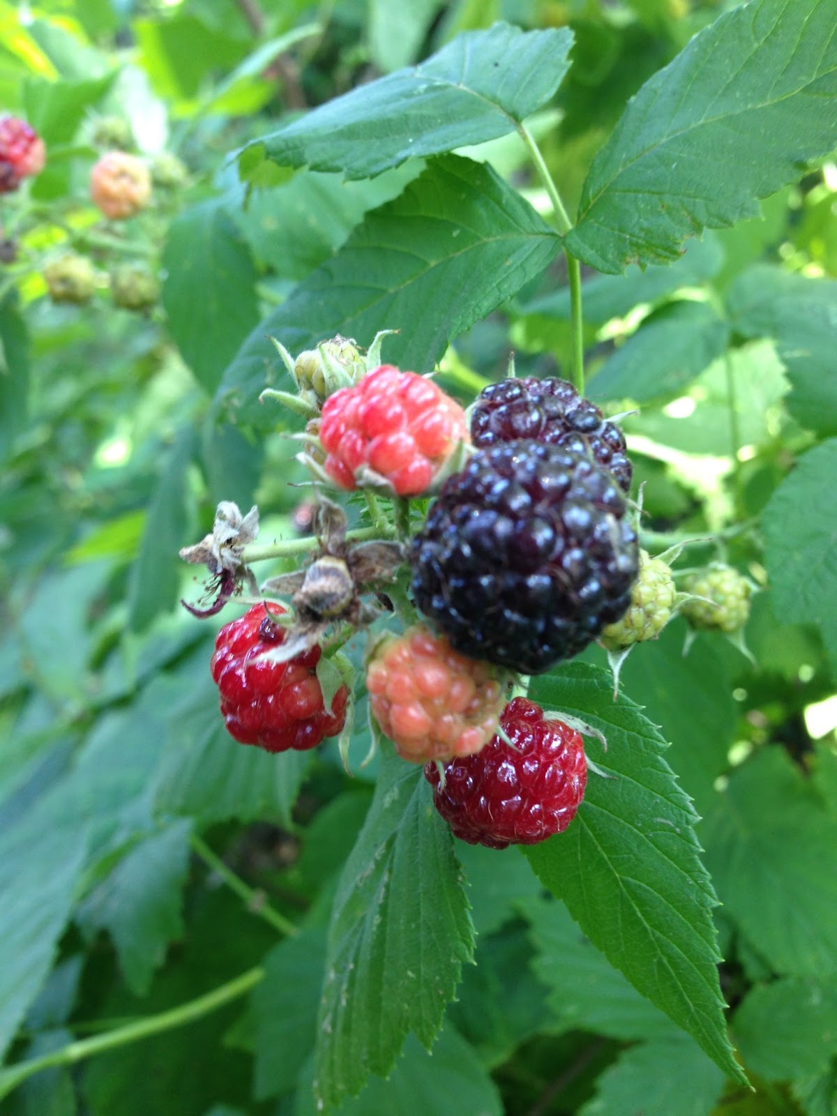 The Icing On The Cake