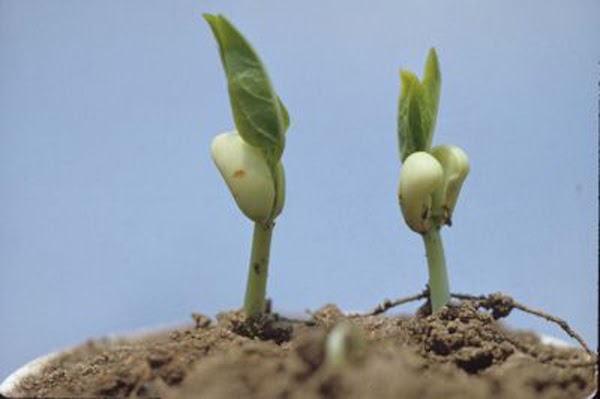 Gambar Perkecambahan Epigeal dan Hipogeal beserta Keterangannya Gambar Perkecambahan Epigeal dan Hipogeal beserta Keterangannya