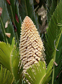 Portail de la botanique