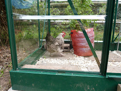 coop chicken inside