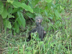 bird rescue fly trying ground cell phone learning been