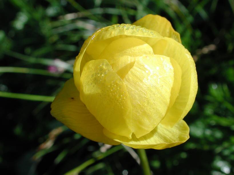 Globe Flower Flowers